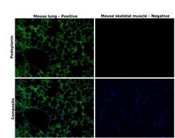 Invitrogen Podoplanin Monoclonal Antibody (eBio8.1.1 (8.1.1)), Alexa Fluor