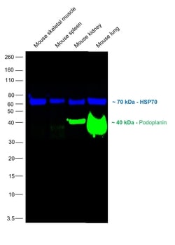 Invitrogen Podoplanin Monoclonal Antibody (eBio8.1.1 (8.1.1)), Alexa Fluor