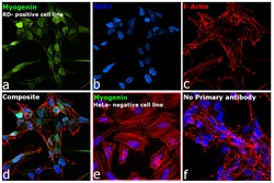 Invitrogen Myogenin Monoclonal Antibody (F5D), Alexa Fluor 488, eBioscience