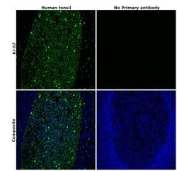 Invitrogen Ki-67 Monoclonal Antibody (SolA15), Alexa Fluor 488, eBioscience