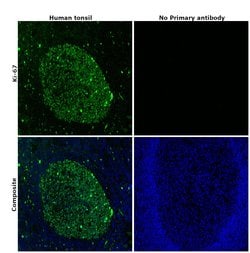 Invitrogen Ki-67 Monoclonal Antibody (SolA15), Alexa Fluor 488, eBioscience