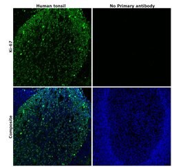 Invitrogen Ki-67 Monoclonal Antibody (SolA15), Alexa Fluor 488, eBioscience