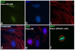 Ki-67 Monoclonal Antibody (SolA15), Alexa Fluor 488, eBioscience , Invitrogen:Antibodies:Primary