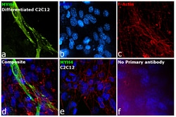 Invitrogen Myosin 4 Monoclonal Antibody (MF20), Alexa Fluor 488, eBioscience