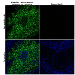 Invitrogen Pan Cytokeratin Monoclonal Antibody (AE1/AE3), Alexa Fluor 488,