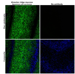 Invitrogen Pan Cytokeratin Monoclonal Antibody (AE1/AE3), Alexa Fluor 488,