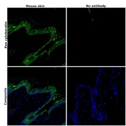 Invitrogen Pan Cytokeratin Monoclonal Antibody (AE1/AE3), Alexa Fluor 488,