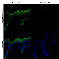 Invitrogen Pan Cytokeratin Monoclonal Antibody (AE1/AE3), Alexa Fluor 488,