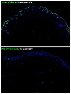 Invitrogen Pan Cytokeratin Monoclonal Antibody (AE1/AE3), Alexa Fluor 488,