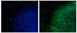 NLGN4X (Neuroligin-4) Monoclonal Antibody (CSTEM30), Alexa Fluor 488, eBioscience