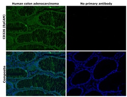 Invitrogen CD326 (EpCAM) Monoclonal Antibody (1B7), Alexa Fluor 488, eBioscience