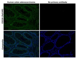 Invitrogen CD326 (EpCAM) Monoclonal Antibody (1B7), Alexa Fluor 488, eBioscience