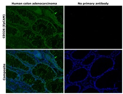 Invitrogen CD326 (EpCAM) Monoclonal Antibody (1B7), Alexa Fluor 488, eBioscience