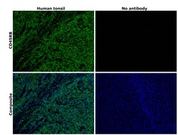 Invitrogen CD45RB Monoclonal Antibody (PD7/26), Alexa Fluor 488, eBioscience:Antibodies:Primary