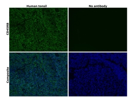 Invitrogen CD45RB Monoclonal Antibody (PD7/26), Alexa Fluor 488, eBioscience:Antibodies:Primary