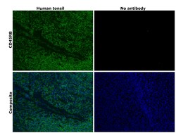 Invitrogen CD45RB Monoclonal Antibody (PD7/26), Alexa Fluor 488, eBioscience:Antibodies:Primary