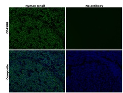 Invitrogen CD45RB Monoclonal Antibody (PD7/26), Alexa Fluor 488, eBioscience:Antibodies:Primary