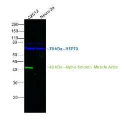 Alpha-Smooth Muscle Actin Monoclonal Antibody (1A4), Alexa Fluor 488, eBioscience