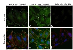 Vinculin Monoclonal Antibody (7F9), Alexa Fluor 488, eBioscience , Invitrogen:Antibodies:Primary