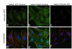 Vinculin Monoclonal Antibody (7F9), Alexa Fluor 488, eBioscience , Invitrogen:Antibodies:Primary