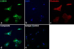 Invitrogen GFAP Monoclonal Antibody (2.2B10), Alexa Fluor 488, eBioscience