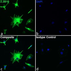 Invitrogen GFAP Monoclonal Antibody (2.2B10), Alexa Fluor 488, eBioscience