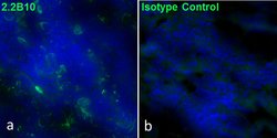 Invitrogen GFAP Monoclonal Antibody (2.2B10), Alexa Fluor 488, eBioscience
