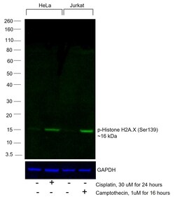 Invitrogen Phospho-Histone H2A.X (Ser139) Monoclonal Antibody (CR55T33),