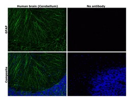 Invitrogen&trade;&nbsp;GFAP Monoclonal Antibody (GA5), Alexa Fluor&trade; 488, eBioscience&trade;, Invitrogen&trade;