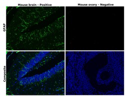 Invitrogen&trade;&nbsp;GFAP Monoclonal Antibody (GA5), Alexa Fluor&trade; 488, eBioscience&trade;, Invitrogen&trade;