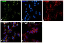 Invitrogen CD107a (LAMP-1) Monoclonal Antibody (eBio1D4B (1D4B)), Alexa