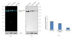 Invitrogen CD107a (LAMP-1) Monoclonal Antibody (eBio1D4B (1D4B)), Alexa