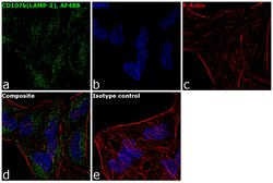 Invitrogen CD107b (LAMP-2) Monoclonal Antibody (eBioH4B4 (H4B4)), Alexa