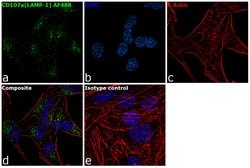 Invitrogen CD107a (LAMP-1) Monoclonal Antibody (eBioH4A3), Alexa Fluor