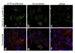 CD107a (LAMP-1) Monoclonal Antibody (eBioH4A3), Alexa Fluor 488, eBioscience