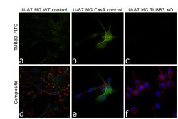 beta-3 Tubulin Monoclonal Antibody (2G10-TB3), Alexa Fluor 488, eBioscience