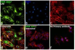 Invitrogen&trade;&nbsp;iNOS Monoclonal Antibody (CXNFT), Alexa Fluor&trade; 488, eBioscience&trade;, Invitrogen&trade;
