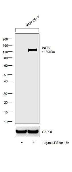 Invitrogen&trade;&nbsp;iNOS Monoclonal Antibody (CXNFT), Alexa Fluor&trade; 488, eBioscience&trade;, Invitrogen&trade;