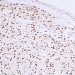 53BP1 Rabbit anti-Human, Mouse, Polyclonal, Bethyl Laboratories 100 &mu;l;