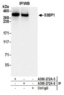 53BP1 Rabbit anti-Human, Mouse, Polyclonal, Bethyl Laboratories 100 &mu;l;