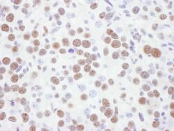53BP1 Polyclonal Antibody, Bethyl Laboratories 10 &mu;L; Unconjugated:Antibodies,