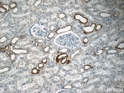 MAF Rabbit anti-Human, Mouse, Rat, Polyclonal, Proteintech:Antibodies:Primary