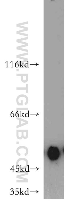 MAF Rabbit anti-Human, Mouse, Rat, Polyclonal, Proteintech:Antibodies:Primary