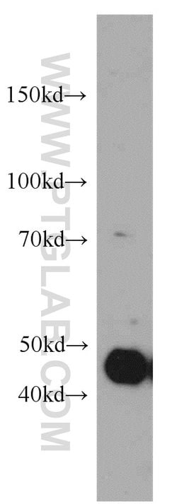 MAF Rabbit anti-Human, Mouse, Rat, Polyclonal, Proteintech:Antibodies:Primary