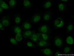 MAF Rabbit anti-Human, Mouse, Rat, Polyclonal, Proteintech:Antibodies:Primary
