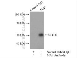 MAF Rabbit anti-Human, Mouse, Rat, Polyclonal, Proteintech:Antibodies:Primary