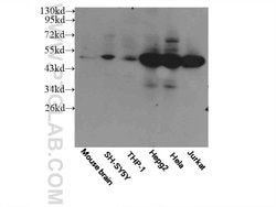 MAF Rabbit anti-Human, Mouse, Rat, Polyclonal, Proteintech:Antibodies:Primary