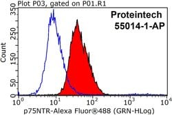 p75NTR Rabbit anti-Human, Mouse, Rat, Polyclonal, Proteintech:Antibodies:Primary