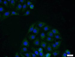 p75NTR Rabbit anti-Human, Mouse, Rat, Polyclonal, Proteintech:Antibodies:Primary