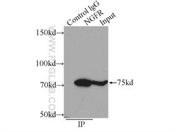 p75NTR Rabbit anti-Human, Mouse, Rat, Polyclonal, Proteintech:Antibodies:Primary